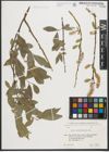 Foto von Salix pycnostachya Andersson